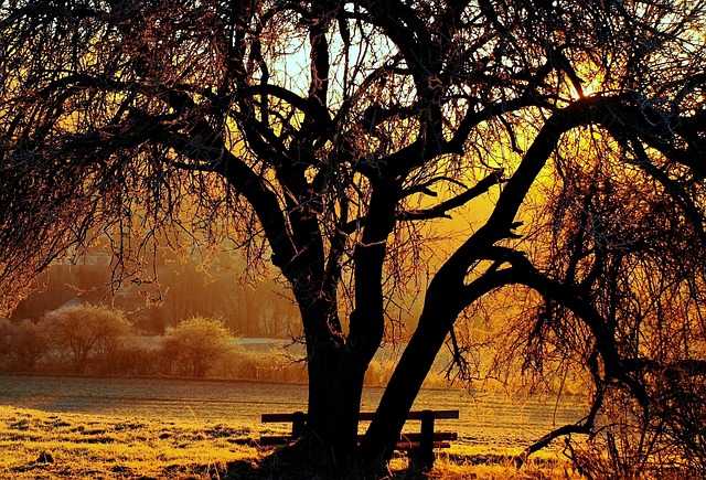 Tree Backlighting Landscape - Free photo on Pixabay