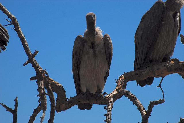 Free Vulture Wild photo and picture