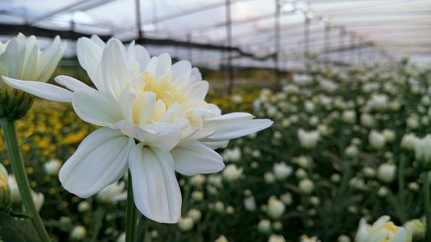 Bloemen, Wit, Bloem Behang, Natuur