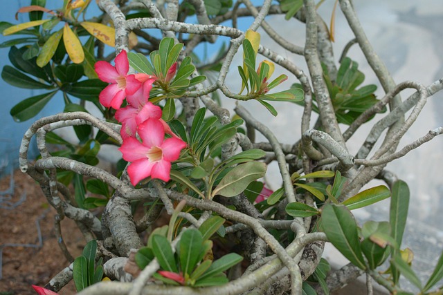 Free Porcelain Flowers Beautiful Porcelain photo and picture