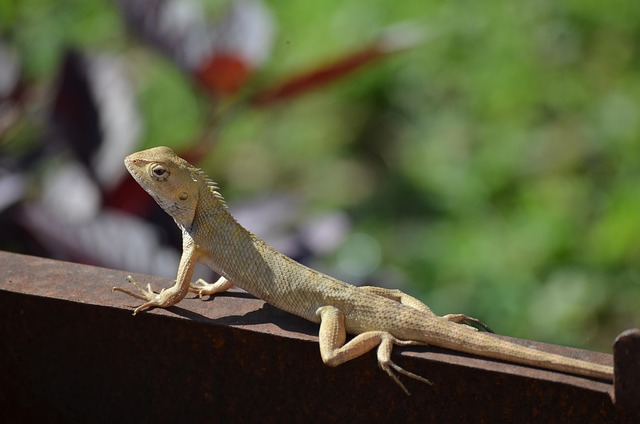 Eidechse, Reptil, Tier, Natur, Leguan