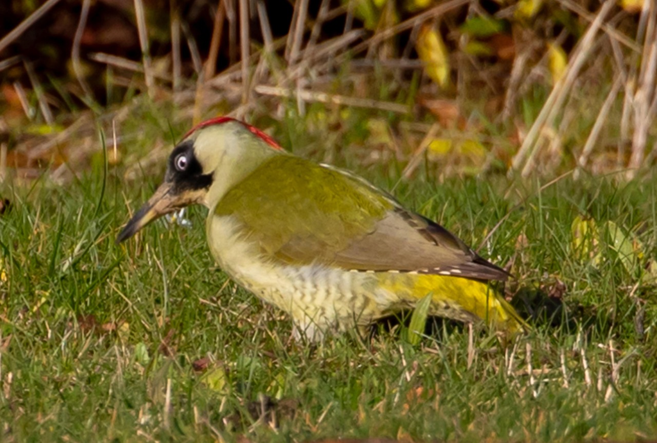 Green Woodpecker - free online jigsaw puzzle photo