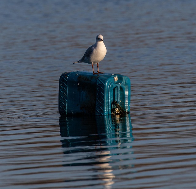 60+ Free Seagull Feeding & Seagull Images - Pixabay