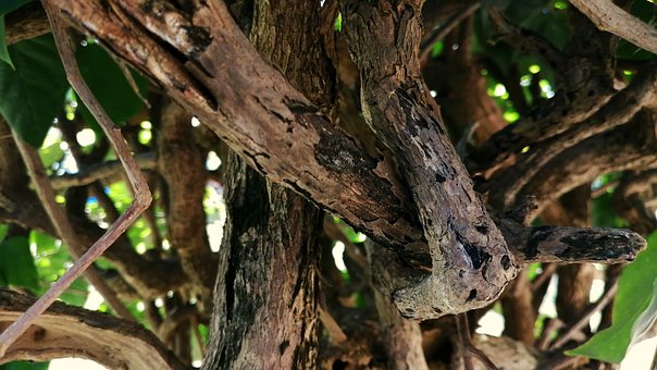 Natuur, Hout, Boom, Bladeren, Groente