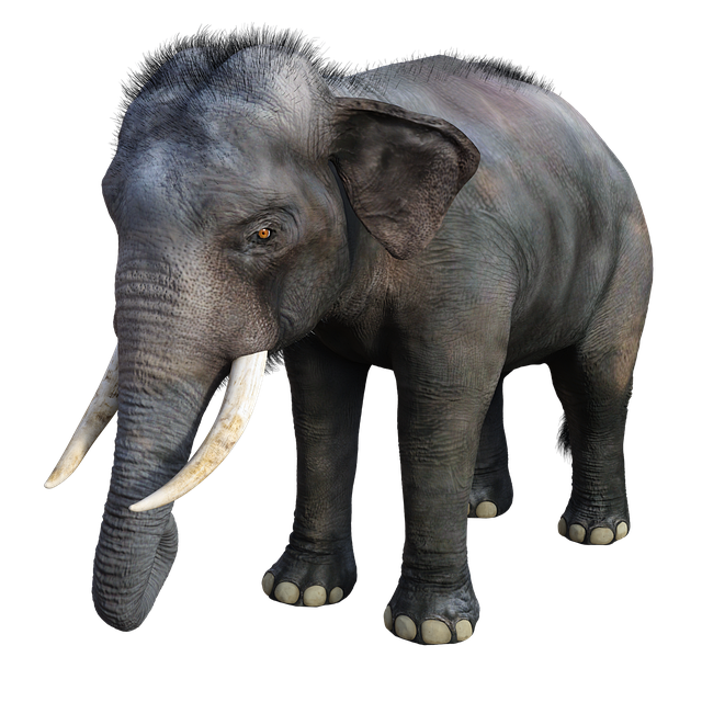 Elefant, Groß, Stoßzähne, Stamm, Afrika