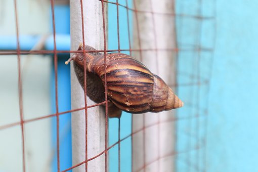 Snail Trail, Langsam Tier, Hülse