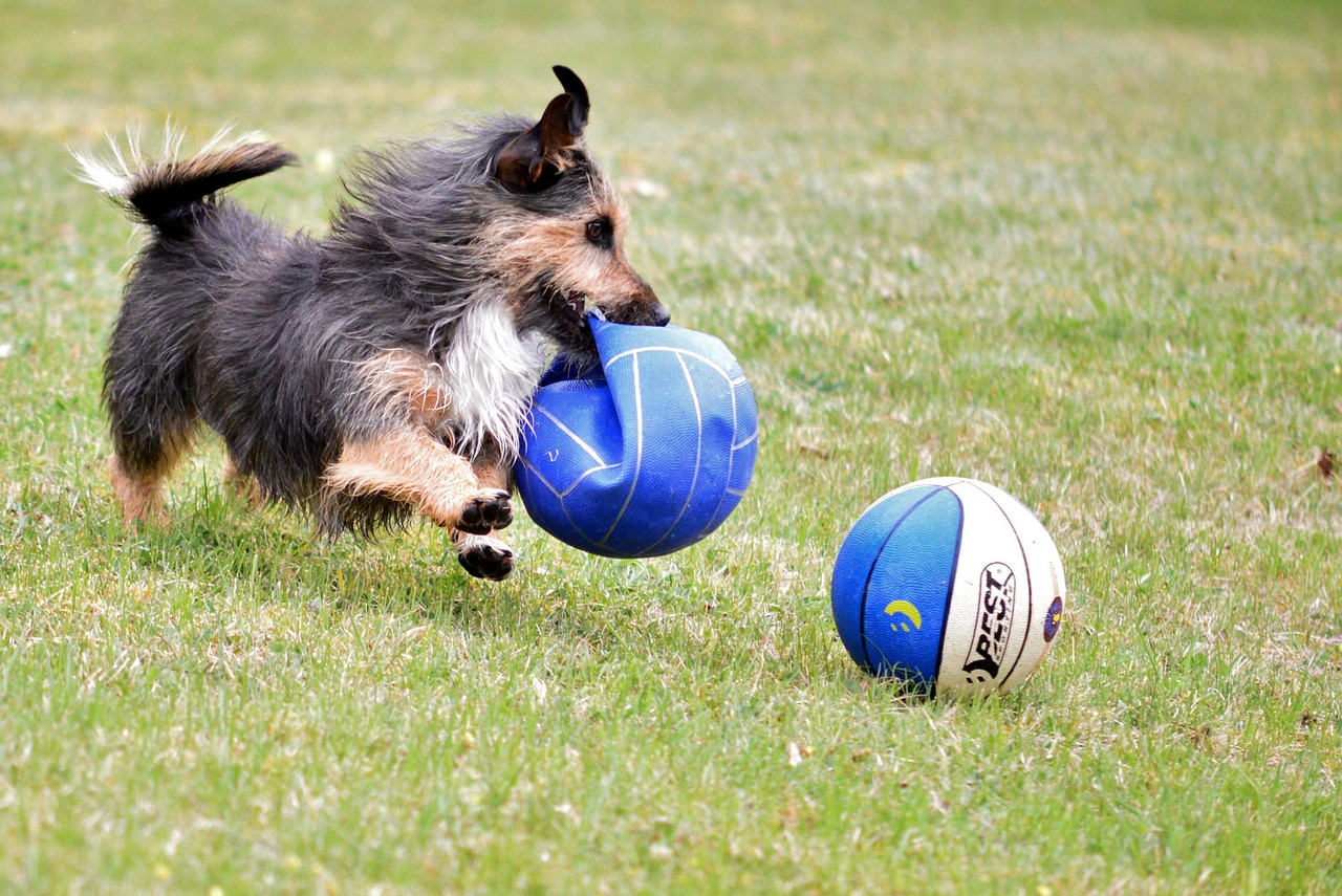 dog-play-pet-free-photo-on-pixabay-pixabay