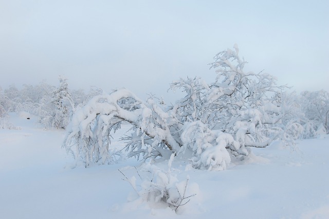 Invierno, Paisaje, Árboles, Naturaleza