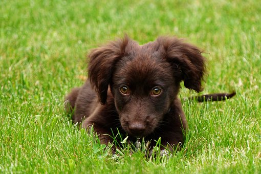 สัตว์, สุนัข, สัตว์ในประเทศ, Canidae