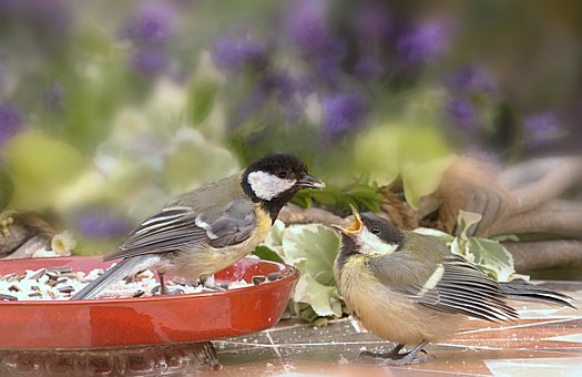 สัตว์, นก, ขับขาน, Parus Major, ให้อาหาร