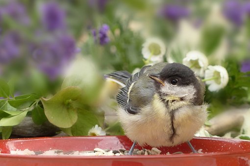สัตว์, นก, ธรรมชาติ, ขับขาน, Parus Major