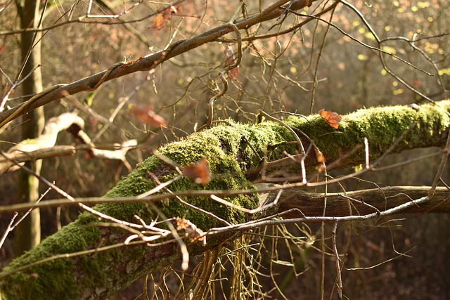 Free Tree Wood photo and picture