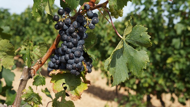 Free Grape Merlot photo and picture