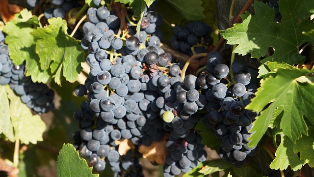 Free Grape Merlot photo and picture