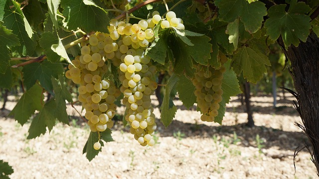 Free Fruit Grape photo and picture