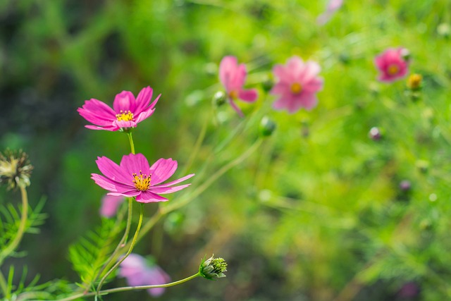 Free Flower Flower Background photo and picture