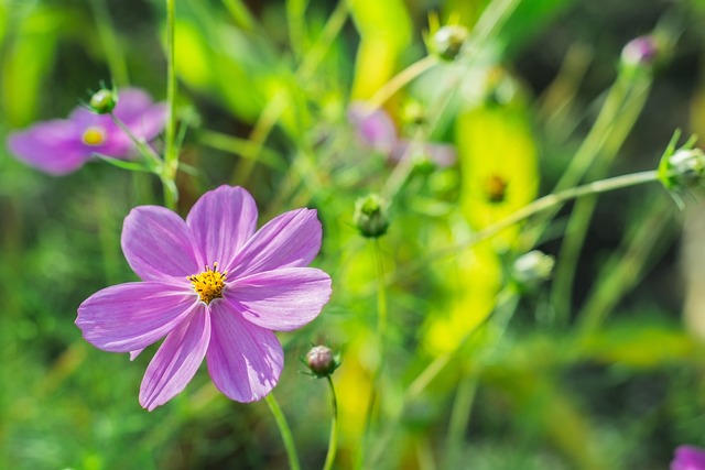 Free Flower Fleur photo and picture