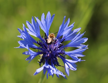 Florecimiento De Maíz, Fondo De La Flor
