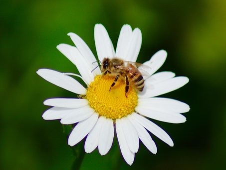 Planta, Insecto, Naturaleza, Flor, Macro