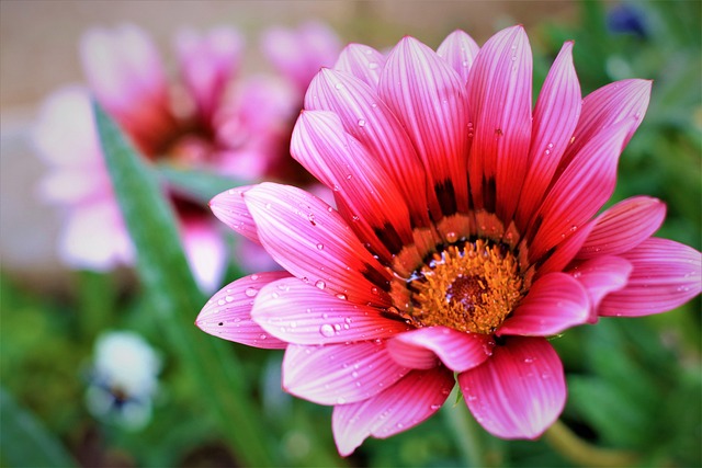 Free Flower Rose photo and picture