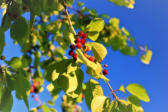 Free Cherries Cherry Tree photo and picture
