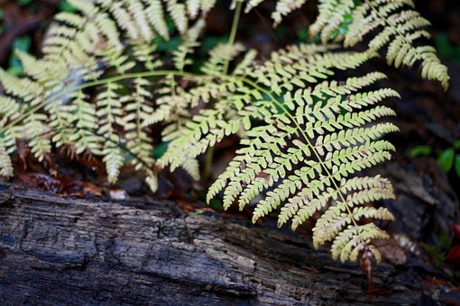 Fern, Forest, California, Plant, Nature