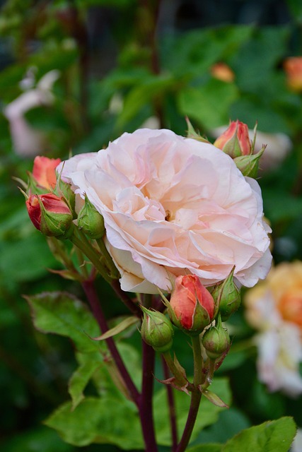 Free Rose Flower photo and picture