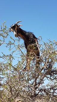Arganziege, Arganier, De Chèvre, Maroc