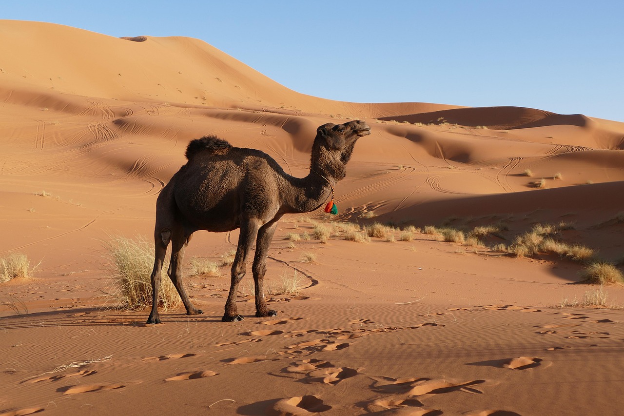Image 5 de l'excursion Fès : Circuit de 3 jours dans le désert à Merzouga, Ouarzazate et Marrakech
