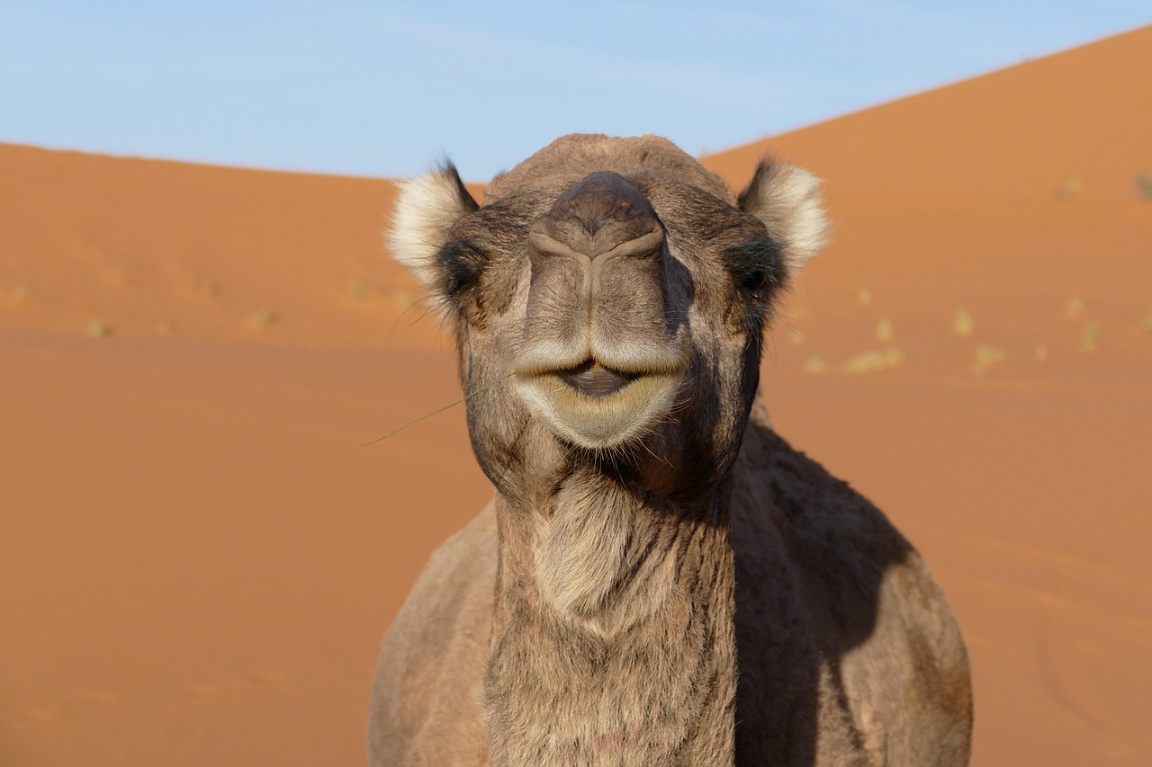 Image 3 de l'excursion Fès : Circuit de 3 jours dans le désert à Merzouga, Ouarzazate et Marrakech