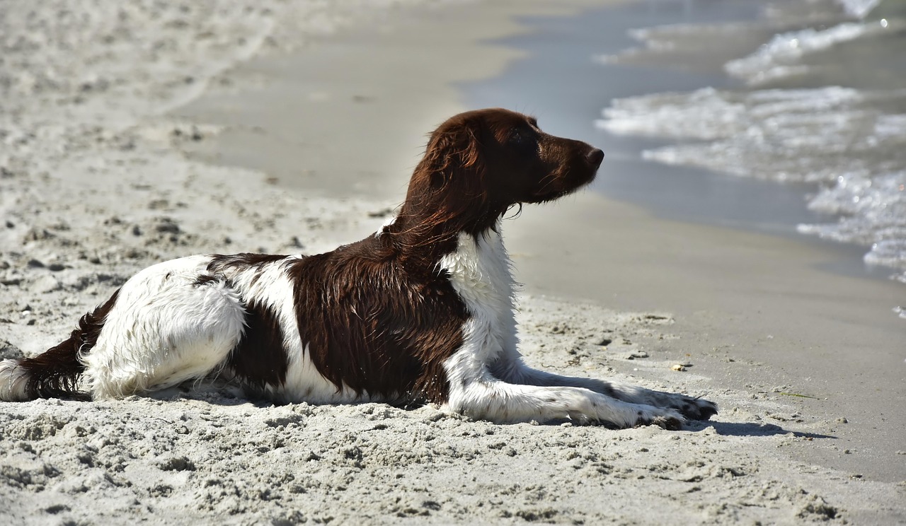 Dog - free online jigsaw puzzle photo