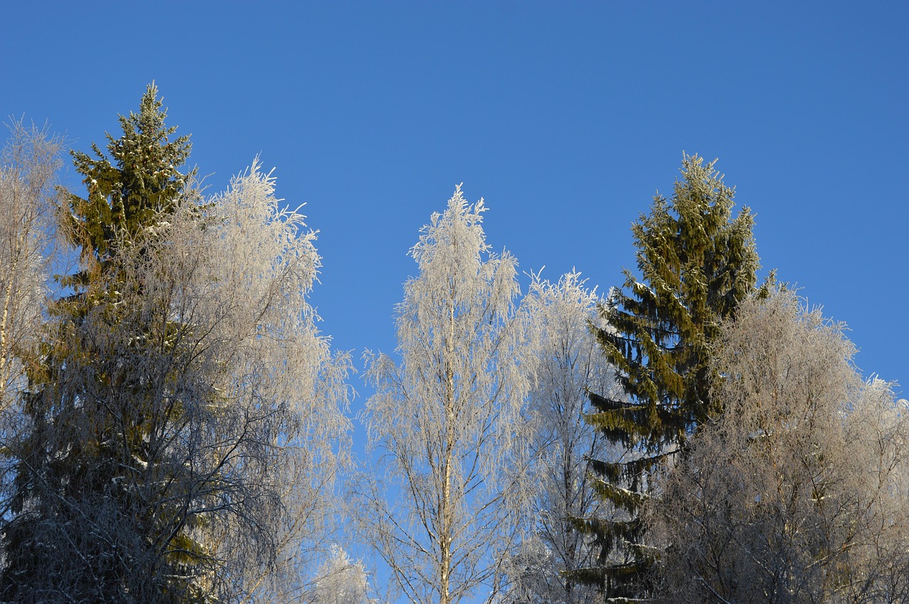 Arvores Inverno Foto gratuita no Pixabay