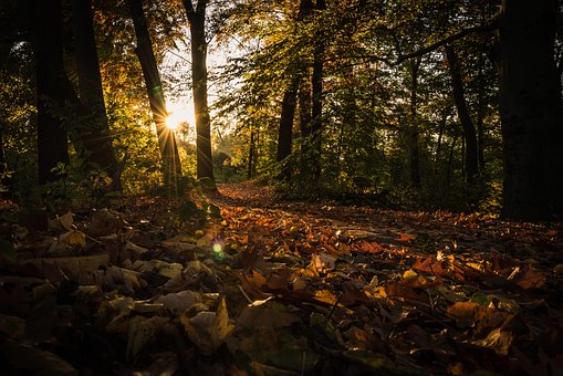 Free Sunset Autumn Leaves photo and picture