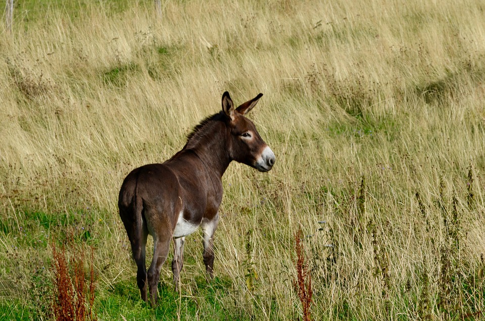 Donkey Pasture Animal Free Photo On Pixabay Pixabay Donkey Pasture Animal Free Photo On Pixabay Pixabay