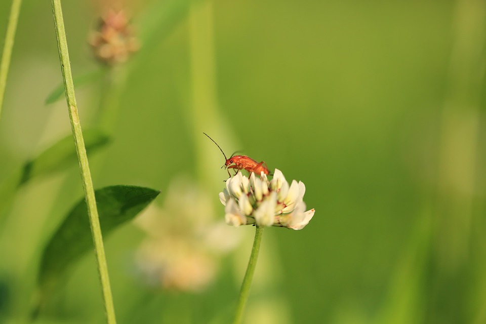Flower Insect Bloom Close - Free photo on Pixabay - Pixabay