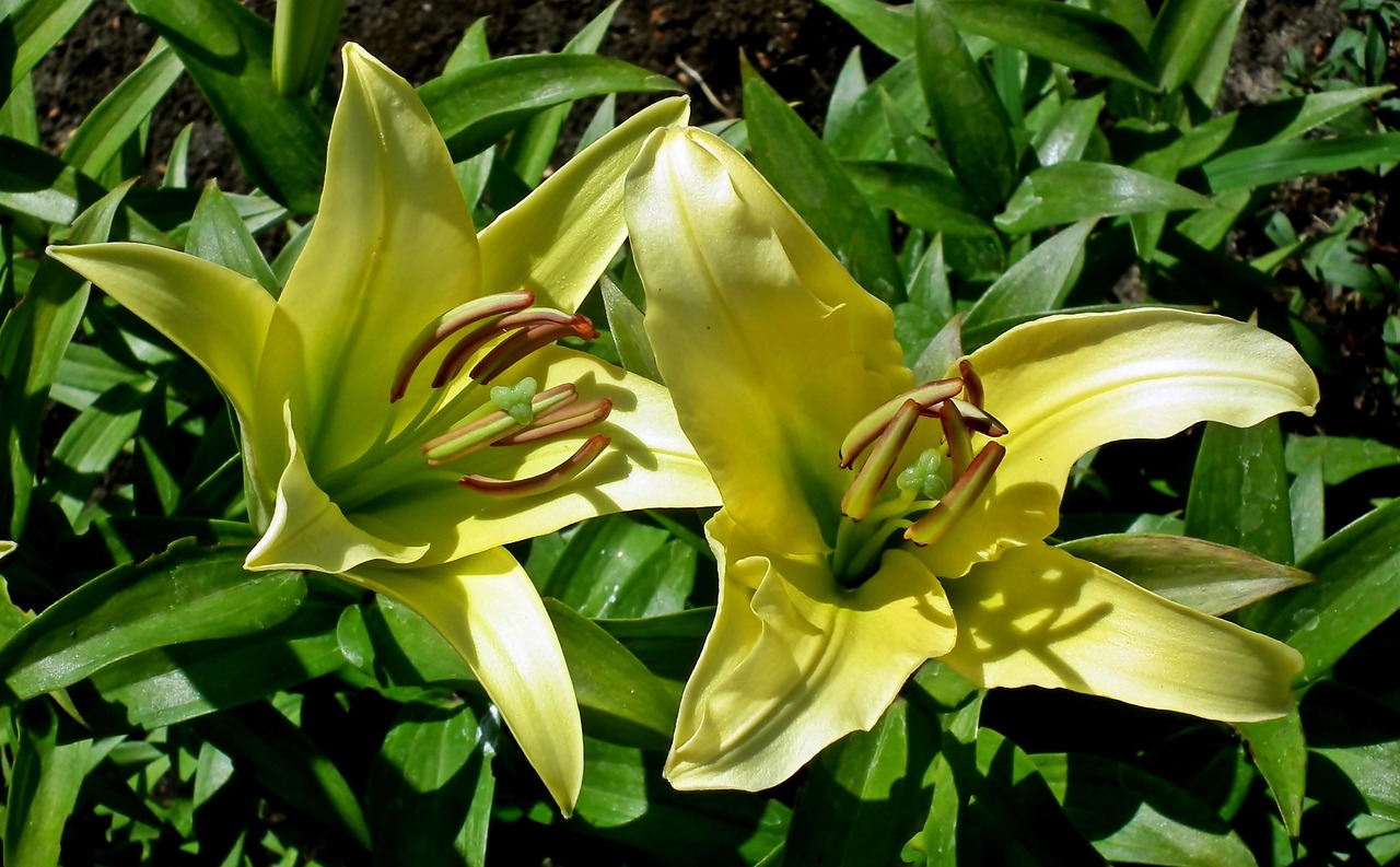 Lilies Flowers Nature Free photo on Pixabay Pixabay