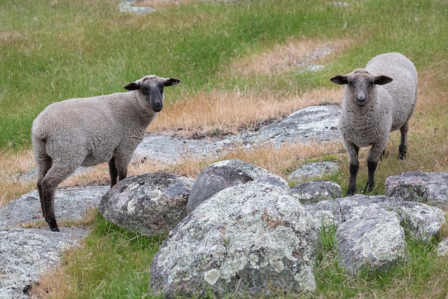 Free Sheep Suffolk photo and picture