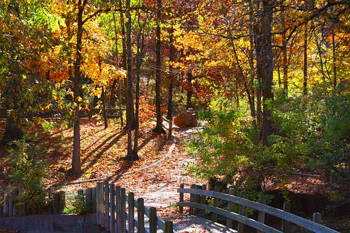 Free Fall Trees Colorful photo and picture