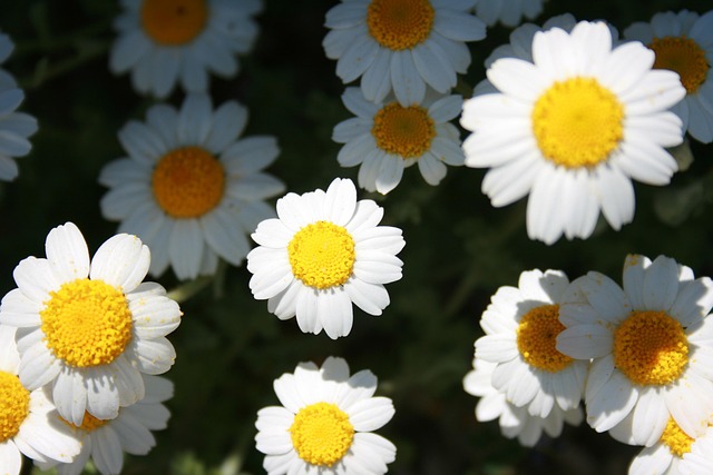 Daisy, Kvetina, Jar, Nádherné Kvety