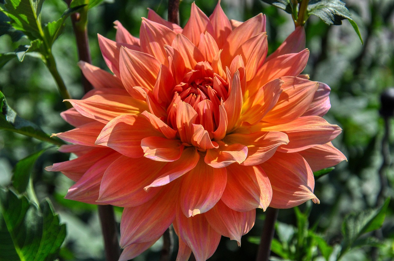 dahlia-floraison-fleur-ornementale-photo-gratuite-sur-pixabay-pixabay