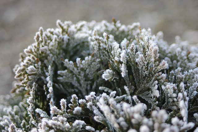 Free Frost Snow photo and picture