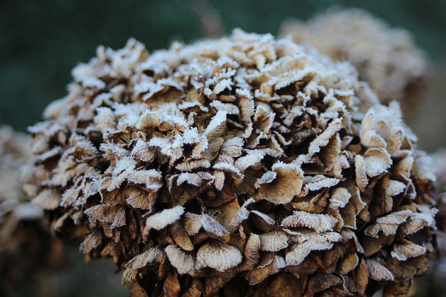 Free Winter Snow photo and picture