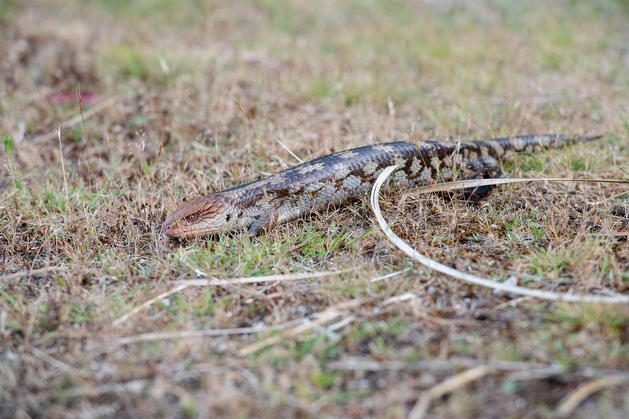 Blue Tongue Lizard - free online jigsaw puzzle photo