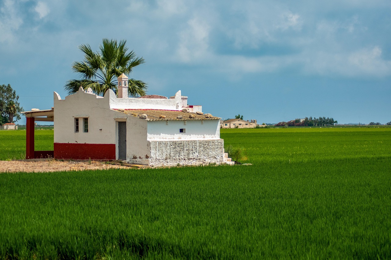 Spain Rice Fields Spain Rice Fields Nature - Free photo on Pixabay - Pixabay