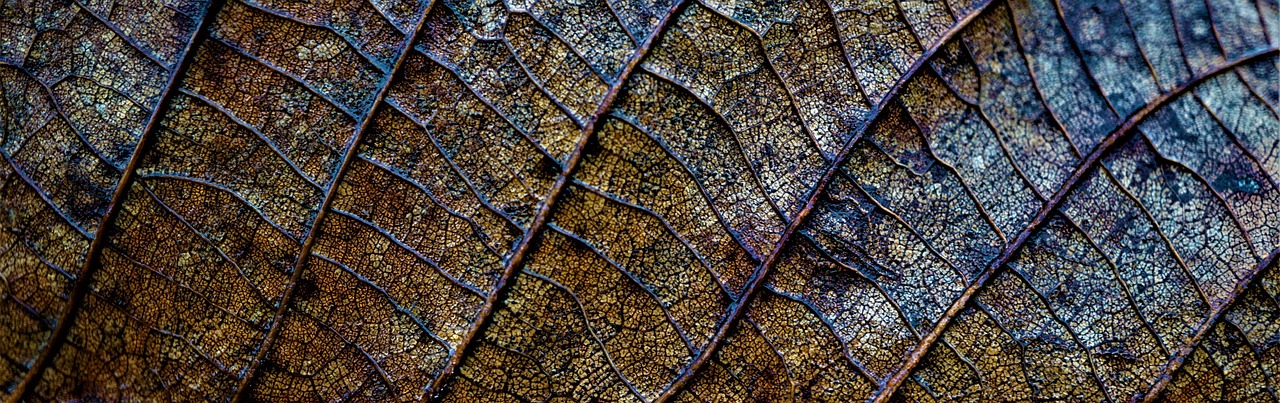 Free Background Fall photo and picture