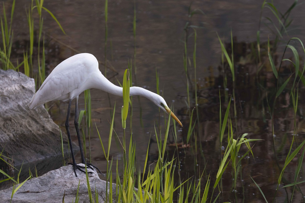 サギ 鳥 湖 - Pixabayの無料写真 - Pixabay