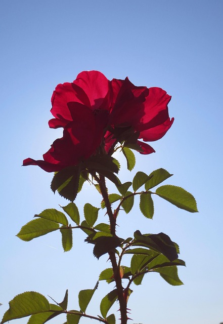 Free Rose Flower photo and picture