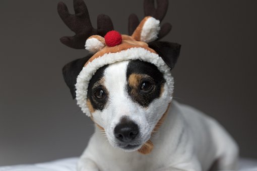 Plus De 300 Images De Jack Russel Et De Chien Pixabay