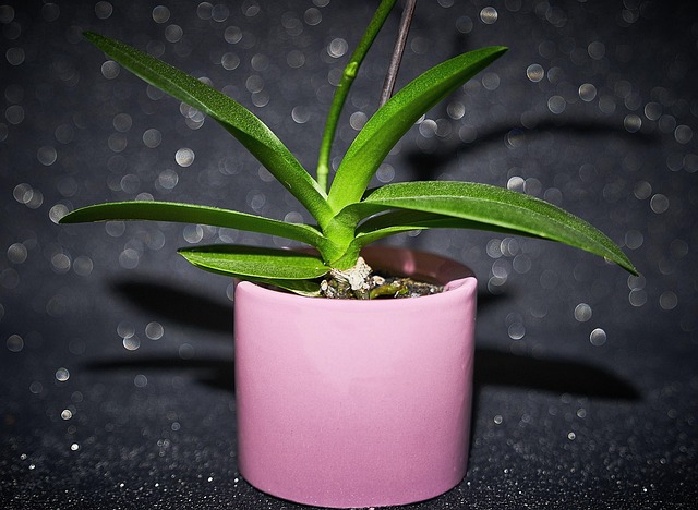 Free Orchid Flowers photo and picture