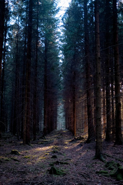 Wald, Eifel, Natur, Landschaft
